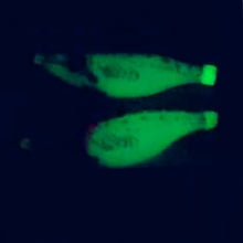 Load image into Gallery viewer, 5 pcs 10cm luminous squid jig 3D big eyes squid hooks wood shrimp jigging fishing lures